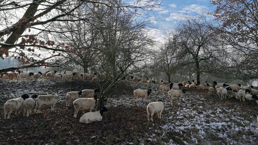... aber wo ist der Klee? scheinen diese Schafe im Schnee zu denken. Mehr Leserfotos finden Sie hier
