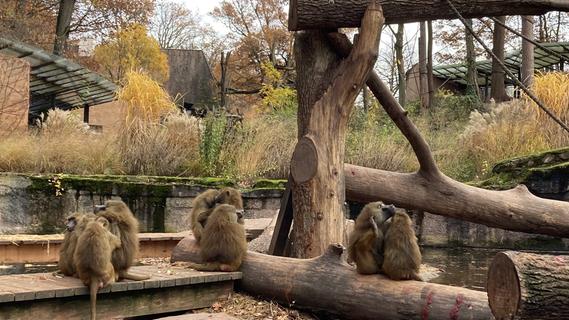 Augsburger Zoo gibt Paviane zu Forschungszwecken ab - könnte das auch in Nürnberg passieren?