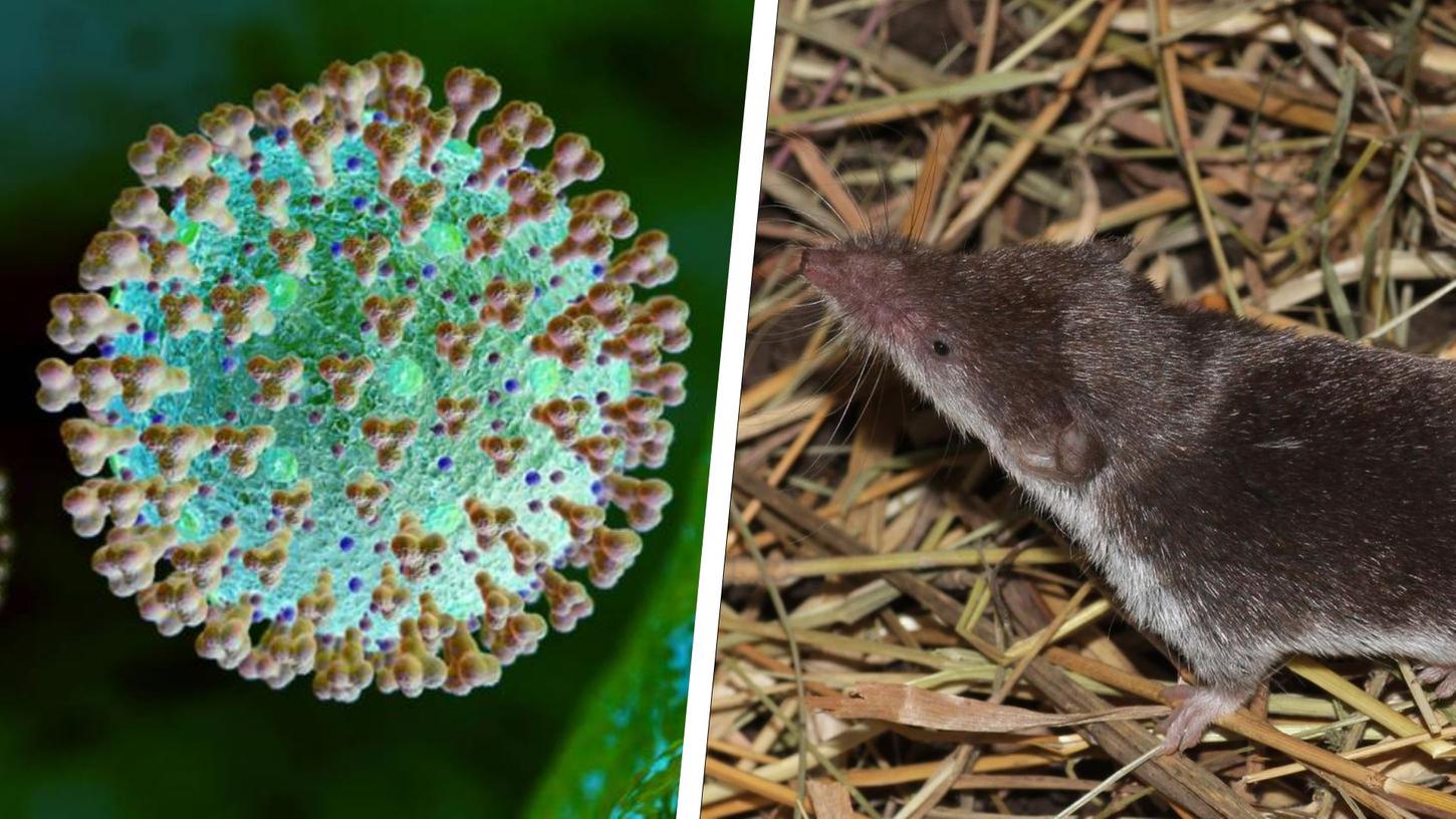 Das Borna-Virus hat für einen Todesfall in der Region gesorgt. Aber wie gefährlich ist es eigentlich und welche Symptome treten auf? Das Borna-Virus hat für einen Todesfall in der Region gesorgt. Aber wie gefährlich ist es eigentlich und welche Symptome treten auf?