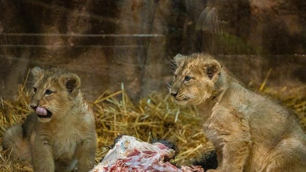 Von Beginn an wurde der Nachwuchs gut von Mutter Aarany angenommen und gesäugt. In dieser Zeit hielten sich die Tierpflegerinnen und Tierpfleger noch zurück. Löwenkater Kiron blieb hingegen die ganze Zeit bei den anderen dreien, sie wurden weder vor, noch nach der Geburt voneinander getrennt.
