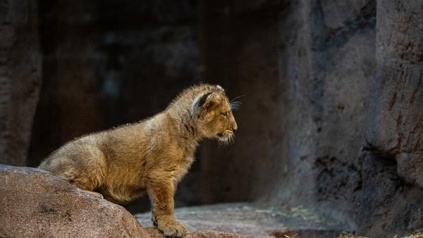 Wie der Tiergarten auf seiner Website erklärt, blieb das Raubtierhaus nach der Geburt der beiden Löwenbabys Mitte September erstmal geschlossen, sodass die Eltern die Kleinen ungestört großziehen konnten - groß ist dabei relativ (siehe Bild).