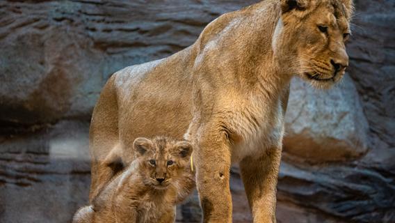 Freudige Nachrichten für Tiergarten-Besucher: Raubtierhaus mit Löwenbabys wieder geöffnet
