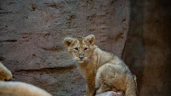 Nach den ganzen Untersuchungen steht dem Zootierarzt zufolge jetzt auch fest, dass es sich um ein Weibchen und ein Männchen handelt. Zum Zeitpunkt der Untersuchung wogen beide etwa neun Kilogramm. Namen bekommen sie von den Tierpflegerinnen und Tierpflegern, die jeden Tag Kontakt mit ihnen haben.