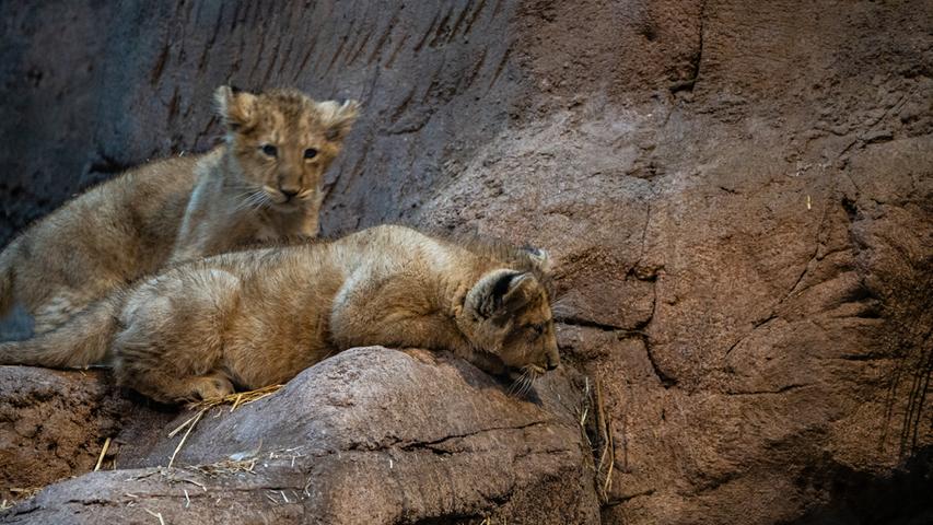 Gute Nachrichten für alle, die den Löwennachwuchs im Nürnberger Tiergarten selbst mal sehen wollen: Das Raubtierhaus ist ab sofort wieder täglich ab 10 Uhr und bis zur regulären Schließung um 16.15 Uhr geöffnet.