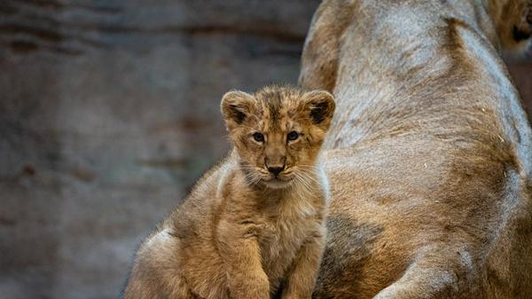 Schon im Frühjahr hatte es Nachwuchs im Nürnberger Tiergarten gegeben, der allerdings nicht überlebt hatte. Kiron war erst im August vergangenen Jahres nach Nürnberg gekommen - er und Aarany verstanden sich gleich gut. Da Aarany im Frühjahr aber noch eine unerfahrene Löwin war, fraß sie drei der vier Löwenbabys auf - was dem Tiergarten zufolge nicht ungewöhnlich ist.