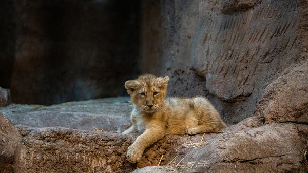 Der Asiatische Löwe gilt als "stark gefährdet". Wie der Tiergarten erklärt ist derzeit nur eine Population im indischen Gir-Nationalpark bekannt. 2017 lebten dort Schätzungen zufolge rund 630 Tiere.