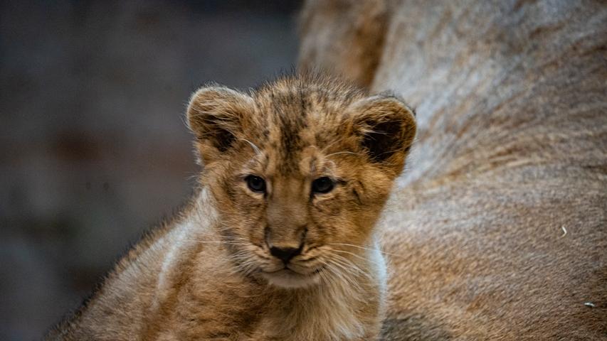 Aktuell leben 129 Asiatische Löwen in 41 Zoos der "European Association of Zoos and Aqueria". "Ziel ist es, eine möglichst große genetische Vielfalt innerhalb der Population zu erhalten", erklärt der Nürnberger Tiergarten.