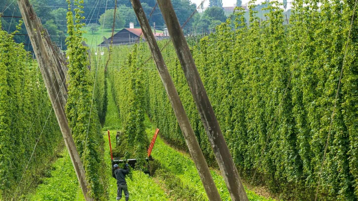 Die Bitterstoffe im Hopfen geben Bier seine Bittere und das Öl verleiht ihm Aroma. Doch er hat offenbar auch Qualitäten im Kampf gegen das Corona-Virus. Die Bitterstoffe im Hopfen geben Bier seine Bittere und das Öl verleiht ihm Aroma. Doch er hat offenbar auch Qualitäten im Kampf gegen das Corona-Virus.