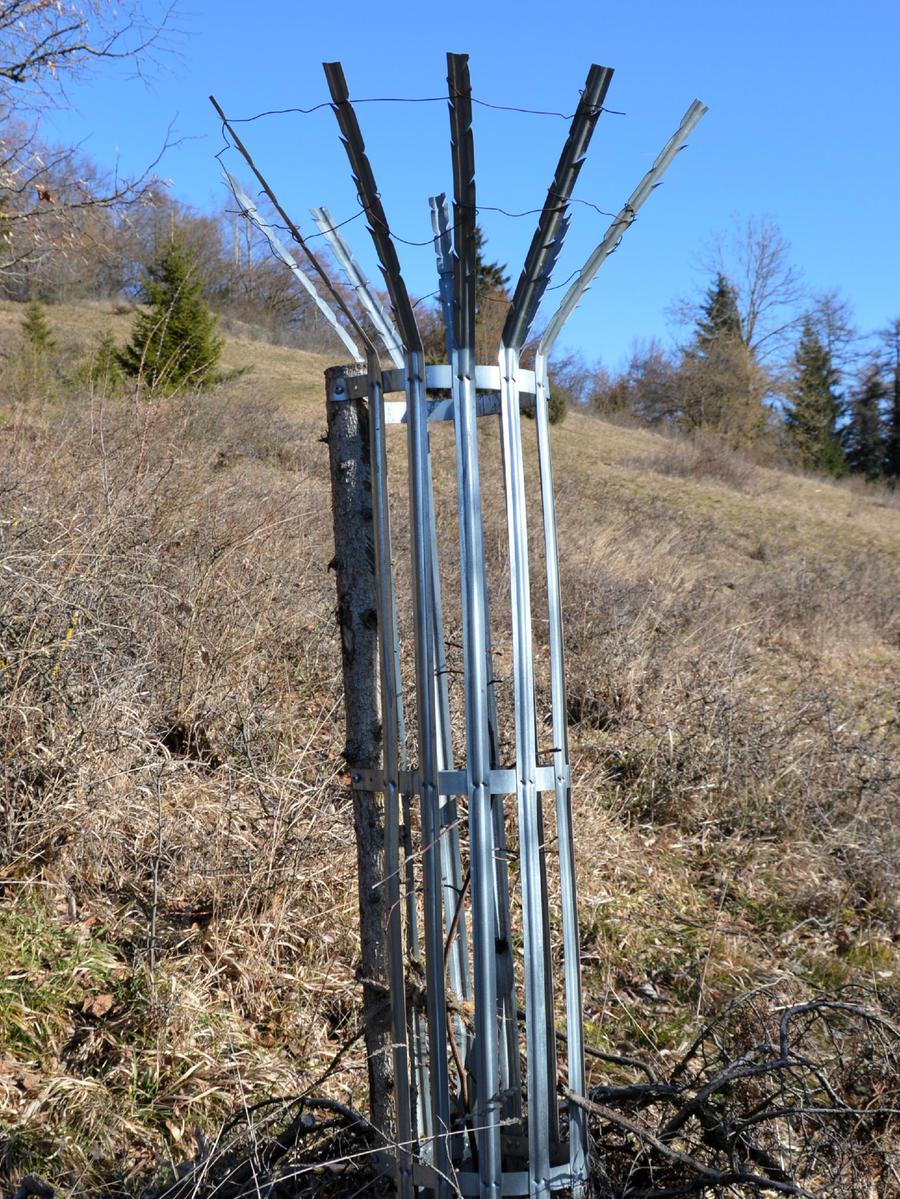 Dauerhafter Schutz vor Wildverbiss bewirkt das Gerolfinger Baumschutzgitter.