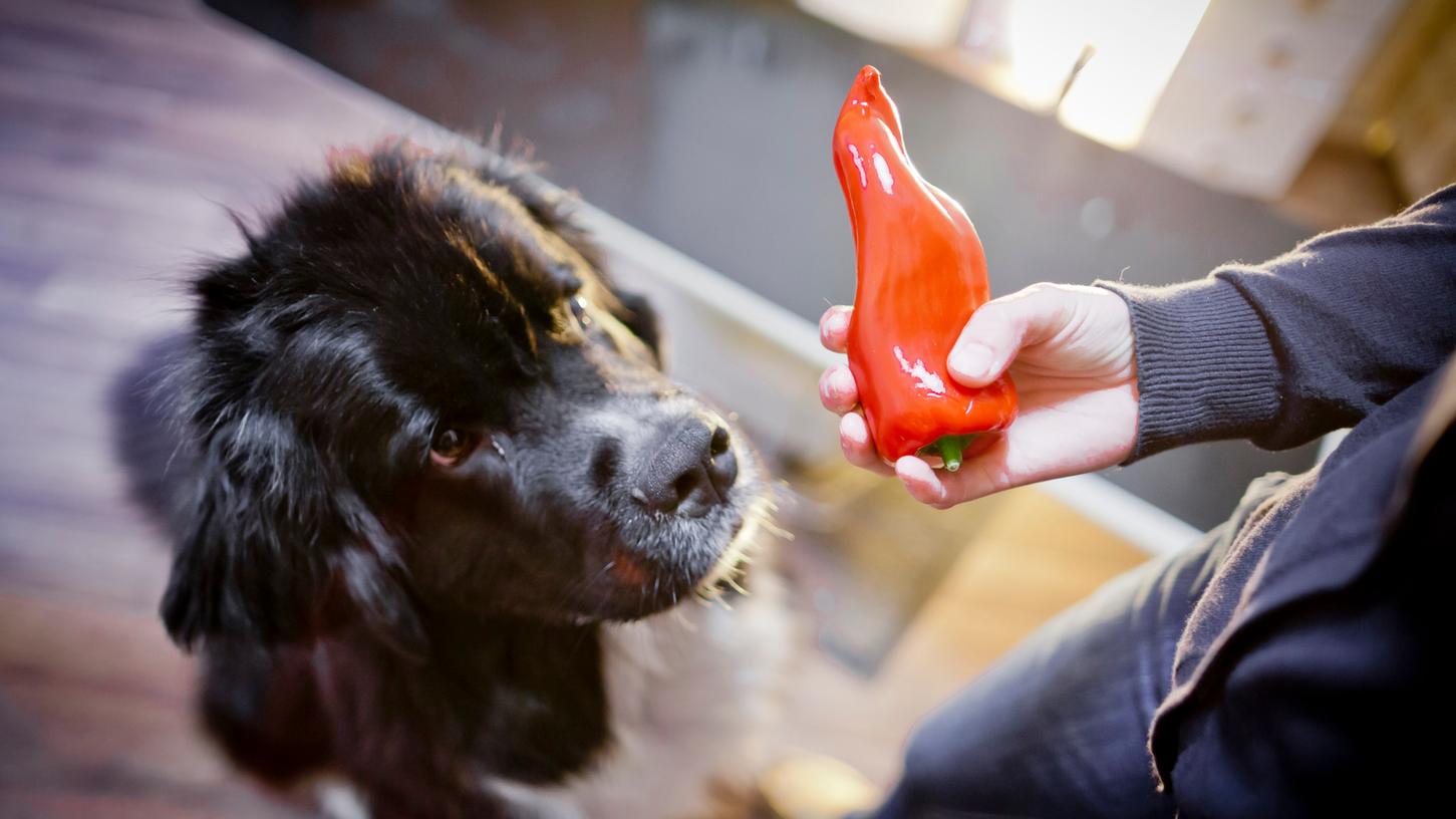 In unserem Beitrag erfahren Sie, ob Hunde Paprika essen dürfen