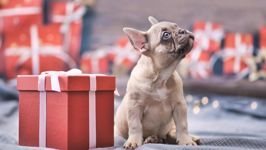 Kranke Hunde unterm Weihnachtsbaum? Fränkische Stadt startet Aufruf gegen Tierleid Kranke Hunde unterm Weihnachtsbaum? Fränkische Stadt startet Aufruf gegen Tierleid