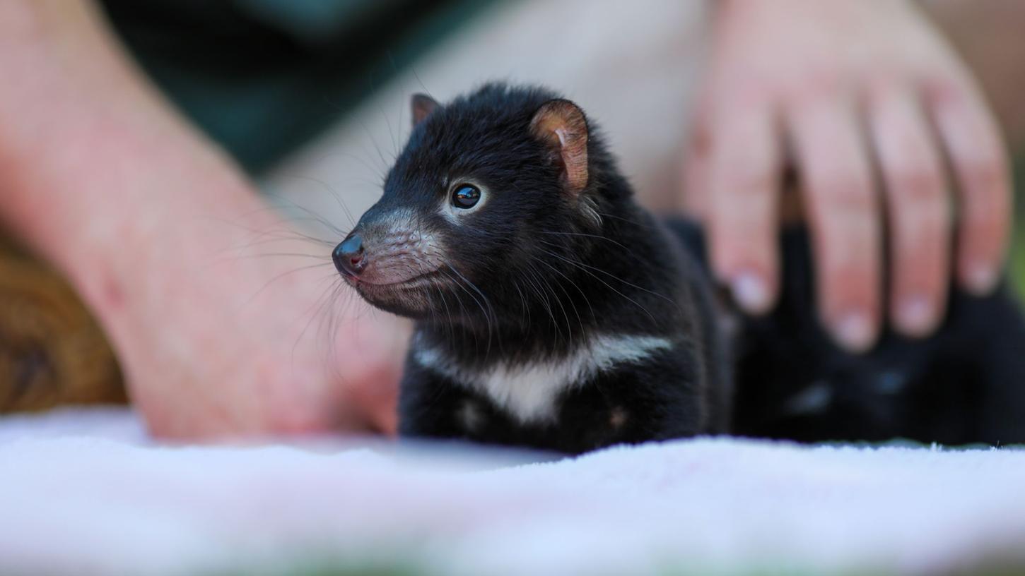 Der Beutelteufel Violet: Im Rahmen des Zuchtprogramms der Tierschutzorganisation Aussie Ark sind zahlreiche niedliche Jungtiere geboren.