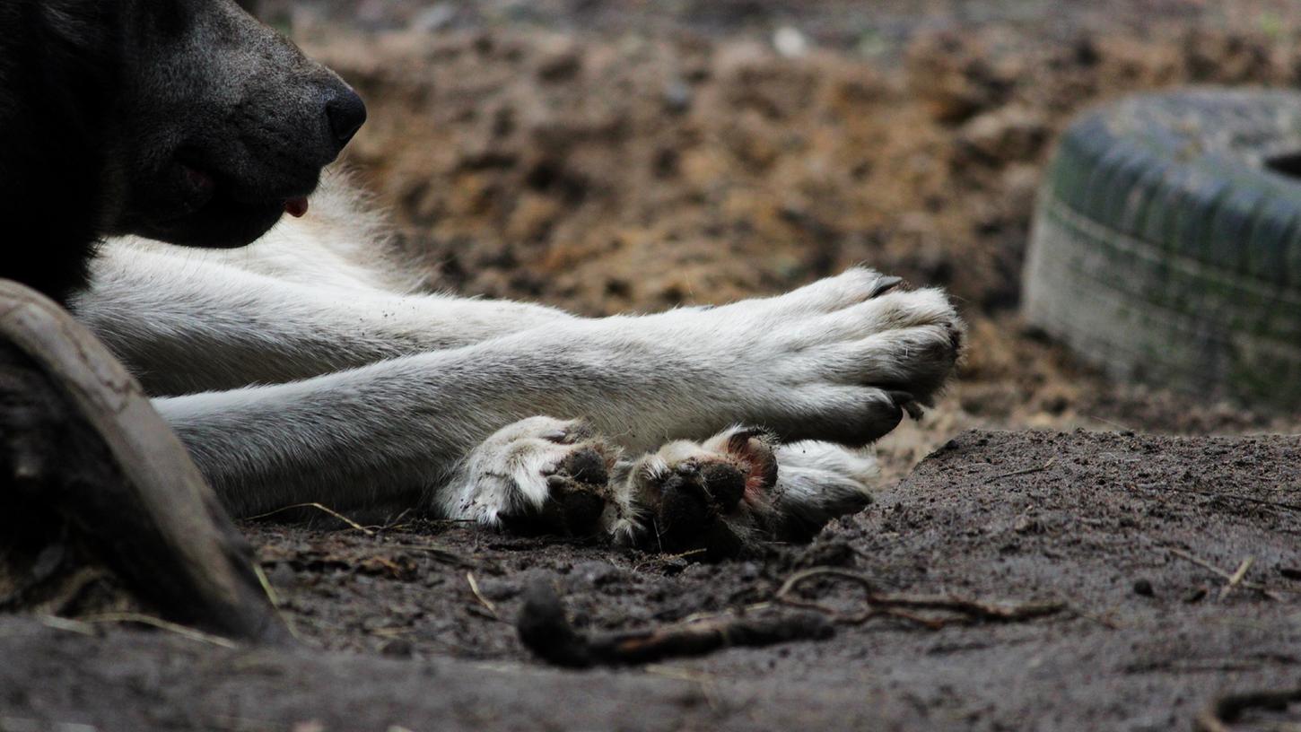 Sogenannte Wolfs-Hybriden sehen relativ ähnlich aus wie ihre wilden Verwandten - und benehmen sich in der Tendenz auch eher so. (Symbolbild) Sogenannte Wolfs-Hybriden sehen relativ ähnlich aus wie ihre wilden Verwandten - und benehmen sich in der Tendenz auch eher so. (Symbolbild)