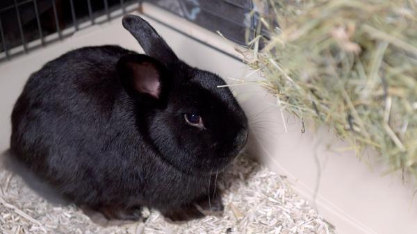 Das schwarze Kaninchen wurde in Neumarkt in der Paul-Keller-Straße aufgegriffen, und zwar zwischen den großen Wohnblöcken. Es hieß, dass das Kaninchen schon seit etwa 14 Tagen dort in der Umgebung immer wieder gesehen wurde, aber es konnte nicht eingefangen werden. Im Tierheim zeigt sich der unkastrierte Kaninchenbub jedoch als ein sehr zutraulicher Vertreter seiner Art, das heißt, er hatte vorher viel Kontakt zu Menschen. Wo wird dieses Kaninchen vermisst? Den treuen Lesern dieses allwöchentlichen Berichtes aus dem Tierheim Neumarkt wünscht die Vorstandschaft des Tierschutzvereins Neumarkt e.V. noch eine schöne Vorweihnachtszeit, ein frohes, gesegnetes Weihnachtsfest sowie ein glückliches Jahr 2024. Wer die Arbeit des Tierschutzvereins Neumarkt e.V. und damit die Tiere im Tierheim anlässlich des Weihnachtsfestes mit einer Spende unterstützen möchte, für den sei hier die Nummer des Spendenkontos bei der Sparkasse Neumarkt genannt: DE22 7605 2080 0000 2622 46. Das Tierheim Neumarkt hat aus organisatorischen Gründen keine offiziellen Öffnungszeiten. Für Besuch, Beratung und Tiervermittlung vereinbaren Sie bitte vorher einen Termin. Die Tierpflegerinnen können sich dann uneingeschränkt Ihrem Anliegen widmen. Auch zum Gassi gehen ist ein vorheriger Anruf sinnvoll. Katzenkuscheln ist täglich zwischen 14 und 17 Uhr möglich. Das Tierheim ist täglich (außer an Sonn- und Feiertagen) von 13 bis 17 Uhr unter der Telefonnummer (09181) 22862 erreichbar. Hier geht es zur Internet-Seite des Tierheims