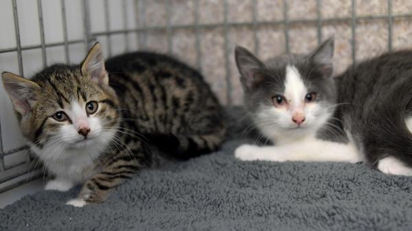 Ebenfalls als Fundtiere kamen die beiden Kätzchen am 9. Dezember ins Tierheim Neumarkt. Die Kätzchen, zu denen noch ein weiteres Geschwisterchen gehörte, welches aber kurz nach dem Auffinden verstarb, wurden am 1. Dezember völlig durchgefroren, verschnupft, mit entzündeten Äuglein, ausgehungert und mager in Seubersdorf-Schnufenhofen am Wiegenweg in einer Garage entdeckt, aber die Katzenmutter war weit und breit nicht in Sicht und kam auch nicht mehr. Bei den beiden Kätzchen, die zutraulich sind, handelt es sich um zwei kleine Katerchen, etwa 4 Monate alt. Wer weiß, wem diese Katzenkinder gehören? Den treuen Lesern dieses allwöchentlichen Berichtes aus dem Tierheim Neumarkt wünscht die Vorstandschaft des Tierschutzvereins Neumarkt e.V. noch eine schöne Vorweihnachtszeit, ein frohes, gesegnetes Weihnachtsfest sowie ein glückliches Jahr 2024. Wer die Arbeit des Tierschutzvereins Neumarkt e.V. und damit die Tiere im Tierheim anlässlich des Weihnachtsfestes mit einer Spende unterstützen möchte, für den sei hier die Nummer des Spendenkontos bei der Sparkasse Neumarkt genannt: DE22 7605 2080 0000 2622 46. Das Tierheim Neumarkt hat aus organisatorischen Gründen keine offiziellen Öffnungszeiten. Für Besuch, Beratung und Tiervermittlung vereinbaren Sie bitte vorher einen Termin. Die Tierpflegerinnen können sich dann uneingeschränkt Ihrem Anliegen widmen. Auch zum Gassi gehen ist ein vorheriger Anruf sinnvoll. Katzenkuscheln ist täglich zwischen 14 und 17 Uhr möglich. Das Tierheim ist täglich (außer an Sonn- und Feiertagen) von 13 bis 17 Uhr unter der Telefonnummer (09181) 22862 erreichbar. Hier geht es zur Internet-Seite des Tierheims