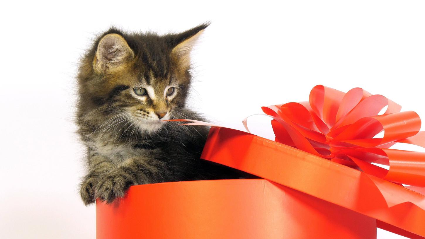 Eine Katze in einer Geschenkbox. 