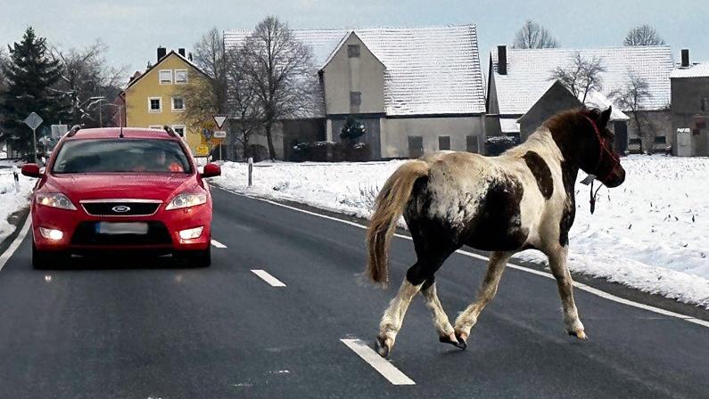 Aus der Koppel war vor einigen Wochen bereits ein Pferd ausgebrochen. Aus der Koppel war vor einigen Wochen bereits ein Pferd ausgebrochen.