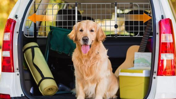 Transportlösungen für Vierbeiner: Hundeboxen auf  reduziert