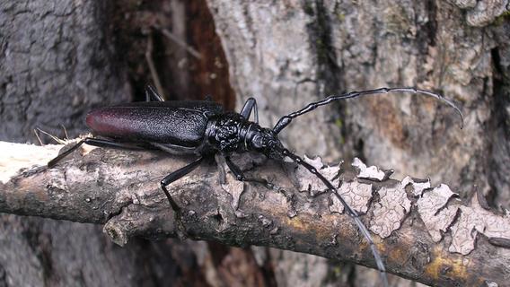"Absolute Besonderheit": Förster entdeckt fast ausgestorbenen Käfer in Franken