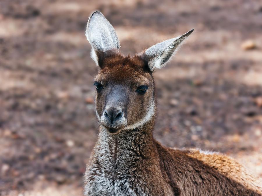 Skippy Ist Los Entlaufenes Kanguru Macht Sauerland Unsicher Panorama Nordbayern De