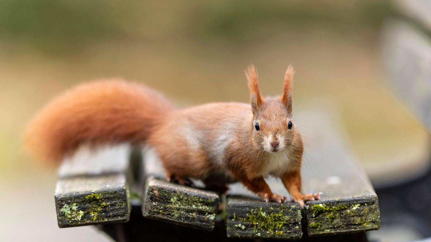 Warum ist der Teufel ein Eichhörnchen?