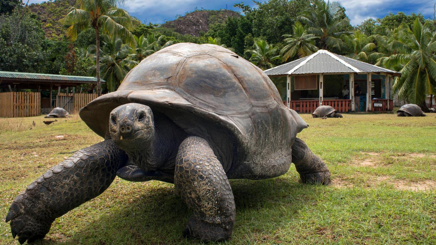 Eine Seychellen-Riesenschildkröte auf der Insel Curieuse. (Symbolbild)