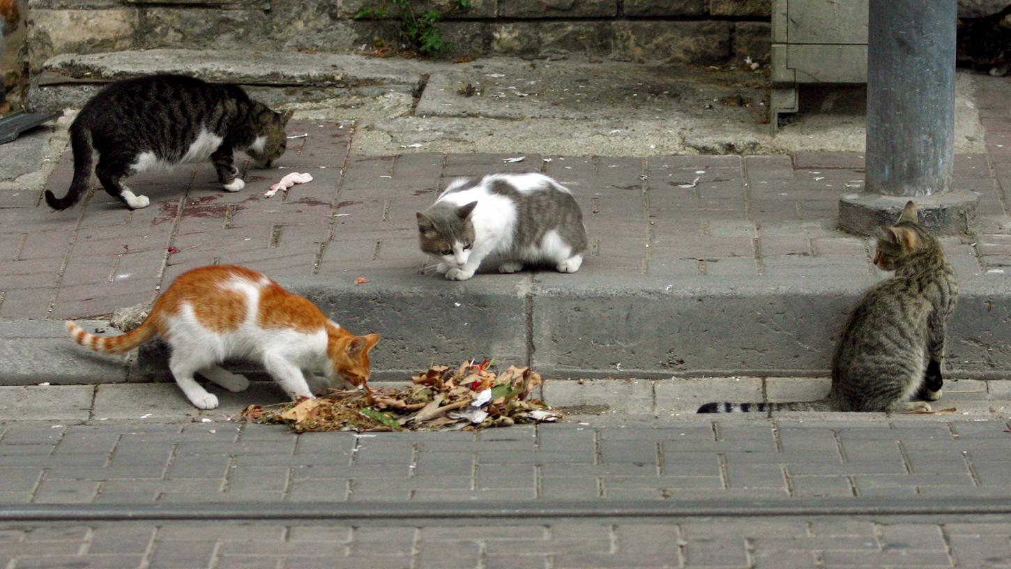 Streunende Katzen lungern am Straßenrand herum. (Symbolbild)