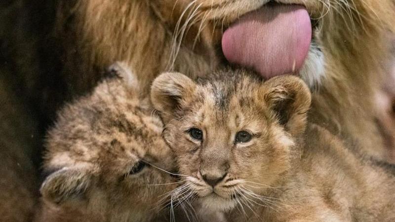 Die Tierpfleger haben entscheiden: Die beiden Löwenbabys haben nun seit Mitte Dezember einen Namen.