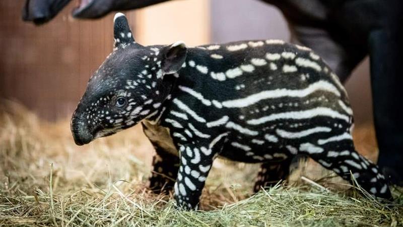 Auch das kleine Tapirmädchen hat jetzt einen Namen: Palita. Auch das kleine Tapirmädchen hat jetzt einen Namen: Palita.