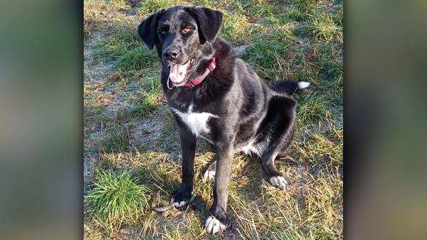 Die schwarz-weiße Labrador-Mischlingshündin „Zora“ soll kein Weihnachtsgeschenk werden, obwohl Diamanten zu Weihnachten gerne geschenkt und auch angenommen werden. Die im Juni 2022 geborene „Zora“ ist nämlich so ein Diamant, und zwar ein ungeschliffener Rohdiamant.„Zora“ wurde im Tierheim abgegeben, weil es ihren Besitzern an der notwendigen Zeit mangelte, die man für die Erziehung und Beschäftigung eines großen und noch jungen Hundes eben braucht. So war „Zora“ hoffnungslos unterfordert und jeder Tag war für sie gleich langweilig. Im Tierheim stellte sich nun heraus, dass „Zora“ ein echter Schatz ist, sie ist einfach ein großes, menschenbezogenes und sehr verschmustes Riesenbaby, das nur bei seinem Menschen sein möchte. „Zora“ ist intelligent und die Kombination, dass sie ihrem Menschen unbedingt auch gefallen möchte, bringt es mit sich, dass sie sehr schnell lernt. Das kleine Hundeeinmaleins klappt schon super und die Hündin kann schon viel, was ihr vorher völlig fremd war, zum Beispiel halbwegs gesittet an der Leine zu laufen. Wer sich für „Zora“ interessiert, sollte schon Erfahrung mit großen Hunden haben, ebenso die notwendige Zeit und auch den entsprechenden Platz. Den treuen Lesern dieses allwöchentlichen Berichtes aus dem Tierheim Neumarkt wünscht die Vorstandschaft des Tierschutzvereins Neumarkt e.V. noch eine schöne Vorweihnachtszeit, ein frohes, gesegnetes Weihnachtsfest sowie ein glückliches Jahr 2024. Wer die Arbeit des Tierschutzvereins Neumarkt e.V. und damit die Tiere im Tierheim anlässlich des Weihnachtsfestes mit einer Spende unterstützen möchte, für den sei hier die Nummer des Spendenkontos bei der Sparkasse Neumarkt genannt: DE22 7605 2080 0000 2622 46. Das Tierheim Neumarkt hat aus organisatorischen Gründen keine offiziellen Öffnungszeiten. Für Besuch, Beratung und Tiervermittlung vereinbaren Sie bitte vorher einen Termin. Die Tierpflegerinnen können sich dann uneingeschränkt Ihrem Anliegen widmen. Auch zum Gassi gehen ist ein vorheriger Anruf sinnvoll. Katzenkuscheln ist täglich zwischen 14 und 17 Uhr möglich. Das Tierheim ist täglich (außer an Sonn- und Feiertagen) von 13 bis 17 Uhr unter der Telefonnummer (09181) 22862 erreichbar. Hier geht es zur Internet-Seite des Tierheims