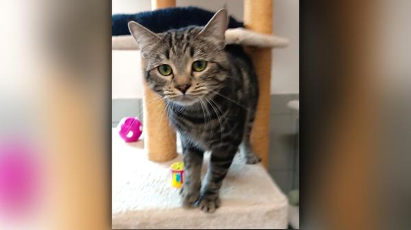 Die grau-schwarz gestromte Katze „Emma“ mit den grünen Augen wünscht sich nichts sehnlicher als ein für sie passendes, neues Zuhause, denn die etwa 2 Jahre alte „Emma“ fühlt sich im Tierheim überhaupt nicht wohl. Die anderen Artgenossen in ihrem Katzenzimmer sind für sie der blanke Horror und „Emma“ ist dadurch sehr gestresst. Anfangs war „Emma“ auch nicht glücklich über Menschen, das hat sich mittlerweile aber völlig geändert. Kommt ein ihr bekannter Mensch ins Katzenzimmer und setzt sich dann auch noch in einen Sessel, sitzt Emma wie der Blitz auf dem Schoß, um gestreichelt zu werden. Und läuft jemand im Katzenhaus über den Flur und „Emma“ sieht das, steht sie aufgerichtet an der Glasscheibe und trommelt mit ihren Pfötchen dagegen. Sie will schlicht und einfach raus und zu ihrem Menschen. Wahrscheinlich schläft „Emma“ jeden Abend mit dem Gedanken ein, wie schön doch ein Einzelplatz wäre bei kinderlosen, katzenerfahrenen Menschen, die neben einem großen Herz für Katzen mit Charakter auch noch ein verkehrsberuhigt gelegenes Häuschen im Grünen für den entsprechenden Freigang haben. Den treuen Lesern dieses allwöchentlichen Berichtes aus dem Tierheim Neumarkt wünscht die Vorstandschaft des Tierschutzvereins Neumarkt e.V. noch eine schöne Vorweihnachtszeit, ein frohes, gesegnetes Weihnachtsfest sowie ein glückliches Jahr 2024. Wer die Arbeit des Tierschutzvereins Neumarkt e.V. und damit die Tiere im Tierheim anlässlich des Weihnachtsfestes mit einer Spende unterstützen möchte, für den sei hier die Nummer des Spendenkontos bei der Sparkasse Neumarkt genannt: DE22 7605 2080 0000 2622 46. Das Tierheim Neumarkt hat aus organisatorischen Gründen keine offiziellen Öffnungszeiten. Für Besuch, Beratung und Tiervermittlung vereinbaren Sie bitte vorher einen Termin. Die Tierpflegerinnen können sich dann uneingeschränkt Ihrem Anliegen widmen. Auch zum Gassi gehen ist ein vorheriger Anruf sinnvoll. Katzenkuscheln ist täglich zwischen 14 und 17 Uhr möglich. Das Tierheim ist täglich (außer an Sonn- und Feiertagen) von 13 bis 17 Uhr unter der Telefonnummer (09181) 22862 erreichbar. Hier geht es zur Internet-Seite des Tierheims