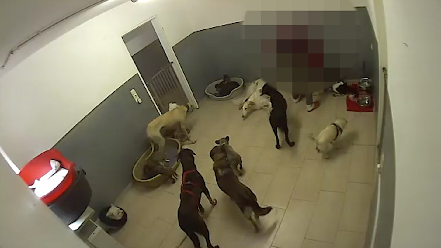 Ein Screenshot aus dem veröffentlichten Video. Darin zu sehen: Ein Mann, der die anwesenden Hunde tritt und gewaltsam an ihren Halsbändern durch die Luft schleudert. Ein Screenshot aus dem veröffentlichten Video. Darin zu sehen: Ein Mann, der die anwesenden Hunde tritt und gewaltsam an ihren Halsbändern durch die Luft schleudert.