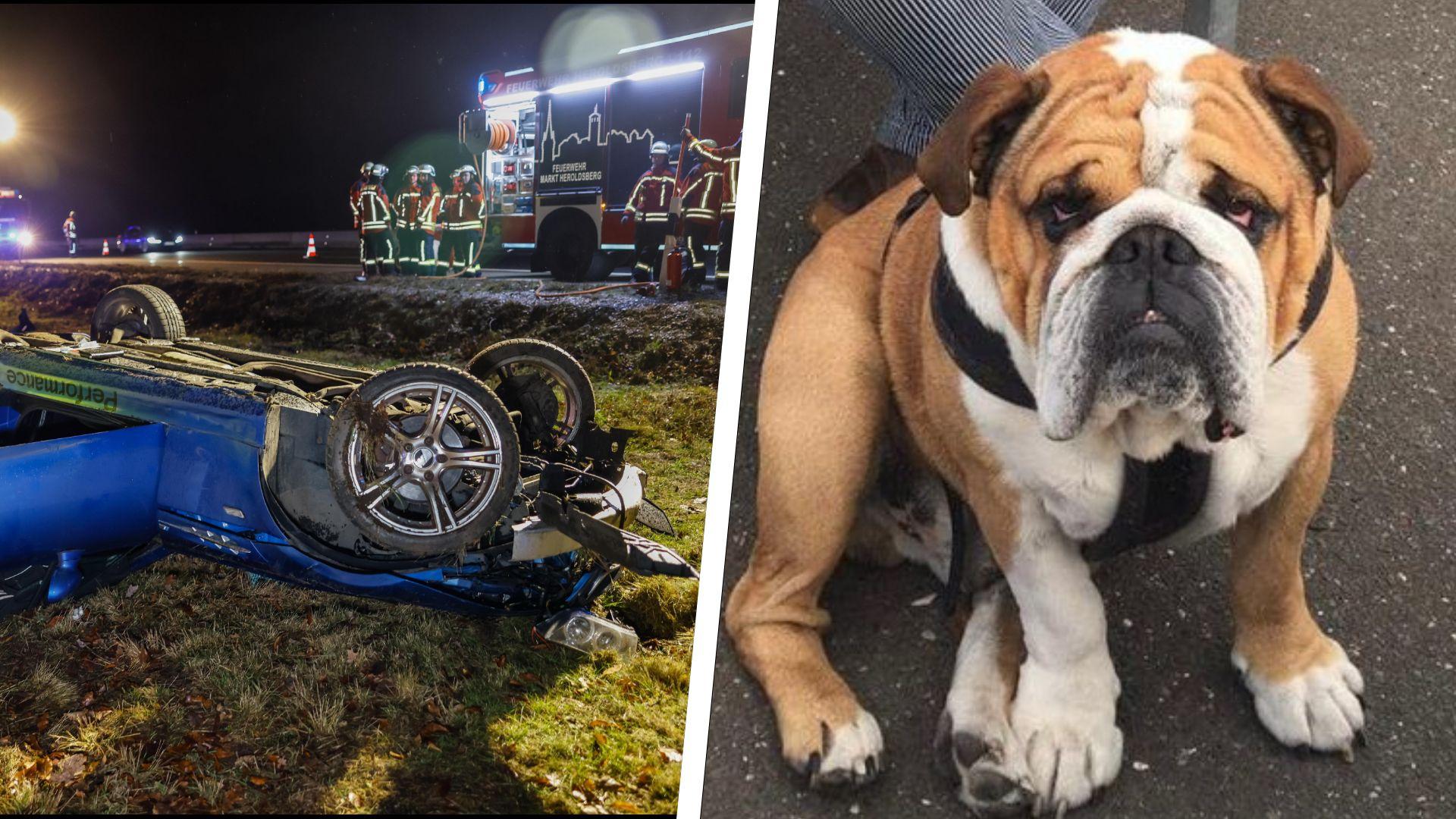 Nach dem Verkehrsunfall im Norden von Nürnberg wird die Englische Bulldogge Manni gesucht. Nach dem Verkehrsunfall im Norden von Nürnberg wird die Englische Bulldogge Manni gesucht.