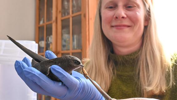 Verletzte Fledermäuse, winzige Mauersegler: Neuer Hilpoltsteiner Verein rettet Wildtiere