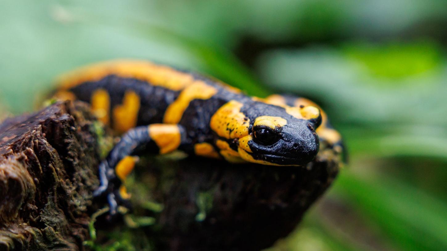 Unter den Amphibien seien die Salamander die am stärksten bedrohte Gruppe.