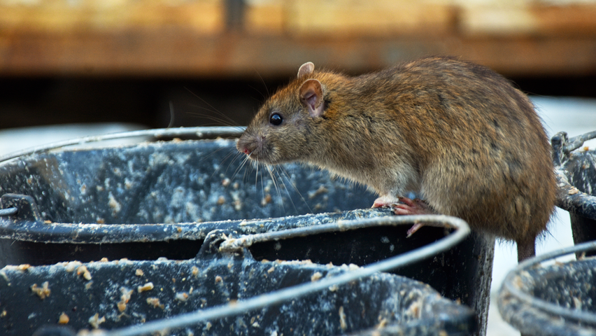 Bayreuth testet neue Rattenköder in der städtischen Kanalisation