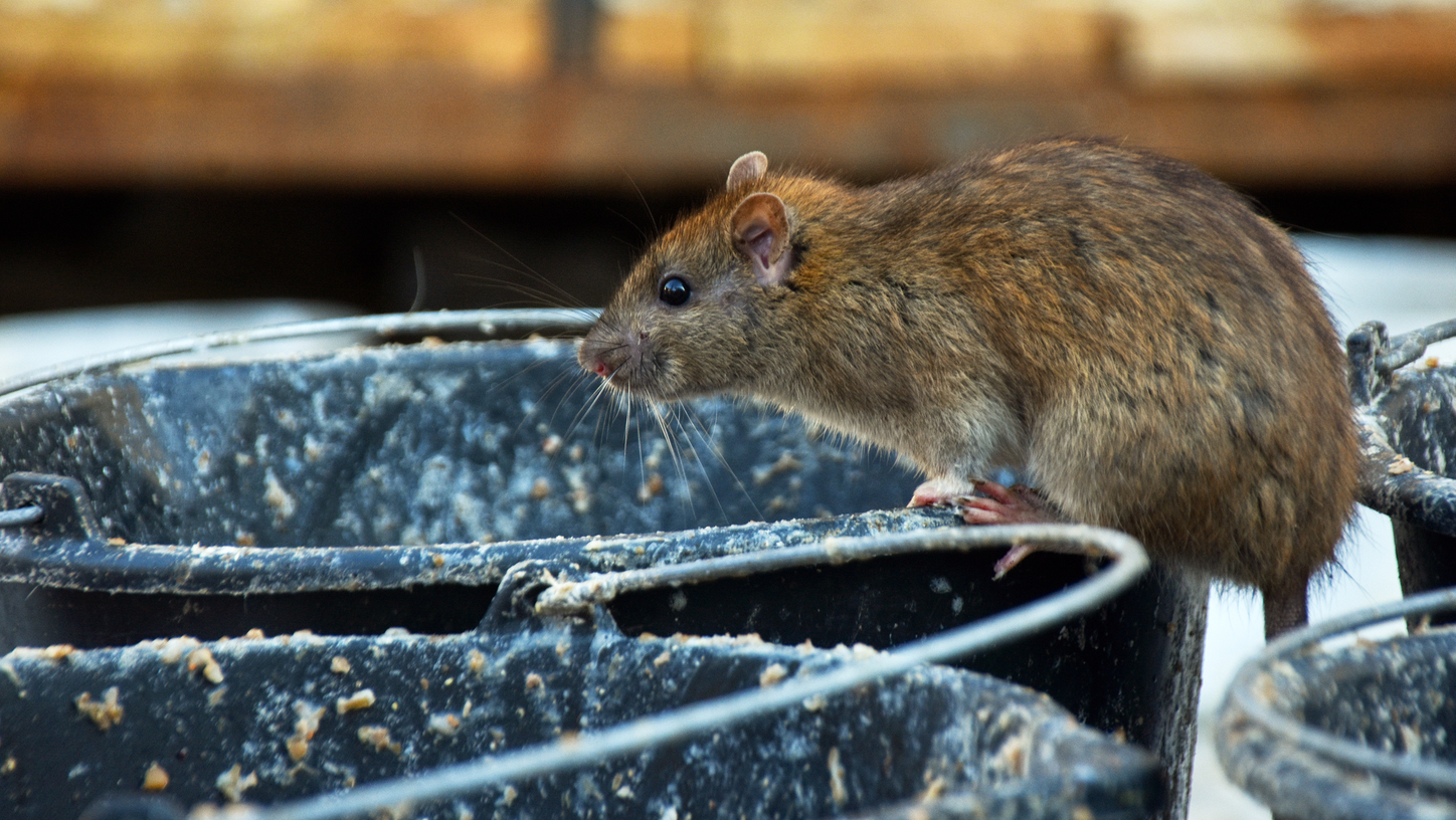 Eine Ratte sucht auf einem Eimer mit Essensresten nach Nahrung (Motivbild).