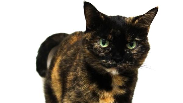 Die schildpattfarbene Katze „Luna“ hatte schon arg Pech in ihrem Leben. Als sie zum ersten Mal ins Tierheim Neumarkt kam, verstarb kurz vorher ihr Besitzer und sie musste zusammen mit mehreren anderen, ebenfalls hungrigen und völlig verflohten Katzen aus einer vermüllten und mit Katzenexkrementen übersäten Wohnung befreit werden. Doch „Luna“ erholte sich schnell, sie fand aufgrund ihrer freundlichen Art schnell ein neues Zuhause und ihre neue Besitzerin kümmerte sich rührend um sie. Doch nun ist ihre Besitzerin schwer erkrankt, „Luna“ wurde wieder an das Tierheim zurückgegeben und nun ist sie wieder auf der Suche nach einem neuen, liebevollen und geräumigen Zuhause als Wohnungskatze, denn das war sie Zeit ihres Lebens. Allerdings sollte ein gesicherter Balkon dann schon sein. Mit Menschen kommt die 2017 geborene Katze gut zurecht und wenn ihr Mensch weitgehend bei ihr daheim ist, kann sie auch als Einzelkatze gehalten werden. Schön wäre auch eine ruhige Familie, gerne mit schon größeren, vernünftigen Kindern, denn dann hätte „Luna“ auch Spielgefährten. Sie ist nämlich noch sehr verspielt. Das Tierheim Neumarkt hat aus organisatorischen Gründen keine offiziellen Öffnungszeiten. Für Besuch, Beratung und Tiervermittlung vereinbaren Sie bitte vorher einen Termin. Die Tierpflegerinnen können sich dann uneingeschränkt Ihrem Anliegen widmen. Auch zum Gassi gehen ist ein vorheriger Anruf sinnvoll. Katzenkuscheln ist täglich zwischen 14 und 17 Uhr möglich. Das Tierheim ist täglich (außer an Sonn- und Feiertagen) von 13 bis 17 Uhr unter der Telefonnummer (09181) 22862 erreichbar. Hier geht es zur Internet-Seite des Tierheims