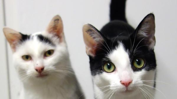 Auch die schwarz-weiße Katze „Kathi“ und der weiß-schwarze Kater „Sammy“ sind auf der Suche nach einem neuen Wirkungskreis. Beide sind im Frühjahr 2023 geboren, aber „Kathi“ und „Sammy“ sind keine Geschwister. Sie sind im Tierheim dicke Freunde geworden und nachdem die beiden immer in einer größeren Gruppe mit anderen Katzen zusammenlebten, könnten sich „Kathi“ und „Sammy“ wahrscheinlich ein Leben als Einzelkatze überhaupt nicht mehr vorstellen. Die beiden verstehen sich gut, sie sitzen immer beieinander und deshalb sollen sie auch zusammenbleiben dürfen. „Kathi“ und „Sammy“ können in einer geräumigen Wohnung mit gesichertem Balkon gehalten werden, doch wenn den beiden nach entsprechender Eingewöhnung Freigang gewährt werden sollte, sollte das neue Zuhause wirklich verkehrsberuhigt liegen. Das Tierheim Neumarkt hat aus organisatorischen Gründen keine offiziellen Öffnungszeiten. Für Besuch, Beratung und Tiervermittlung vereinbaren Sie bitte vorher einen Termin. Die Tierpflegerinnen können sich dann uneingeschränkt Ihrem Anliegen widmen. Auch zum Gassi gehen ist ein vorheriger Anruf sinnvoll. Katzenkuscheln ist täglich zwischen 14 und 17 Uhr möglich. Das Tierheim ist täglich (außer an Sonn- und Feiertagen) von 13 bis 17 Uhr unter der Telefonnummer (09181) 22862 erreichbar. Hier geht es zur Internet-Seite des Tierheims
