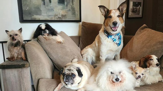 Mann adoptiert zehn alte Hunde, die keiner will - und gründet Tier-Hospiz