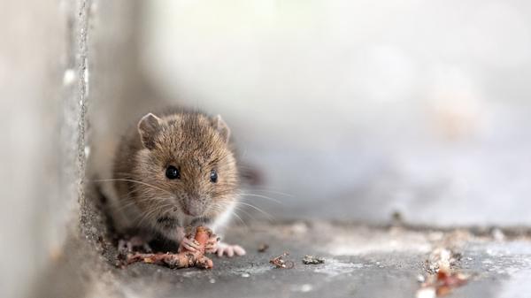 Mehr Mäuse in Hamburg gesehen - Kaum Hanta-Virus-Fälle
