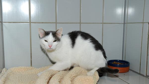 Am zweiten Weihnachtsfeiertag, 26. Dezember, wurde der weiß-graue Kater in Neumarkt im Stadtteil Hasenheide an den Bahngleisen aufgegriffen. Der Kater, dessen genaues Alter nur schlecht geschätzt werden kann, ist noch sehr scheu und ängstlich. Möglicherweise hatte der Kater bisher noch nicht viel Kontakt mit Menschen, es kann aber auch nicht ausgeschlossen werden, dass der Kater plötzlich in die Freiheit gelangte und ihn das neue Umfeld so verschreckte. Wer kennt diesen Kater oder wer weiß, wem er gehörte? Das Tierheim Neumarkt hat aus organisatorischen Gründen keine offiziellen Öffnungszeiten. Für Besuch, Beratung und Tiervermittlung vereinbaren Sie bitte vorher einen Termin. Die Tierpflegerinnen können sich dann uneingeschränkt Ihrem Anliegen widmen. Auch zum Gassi gehen ist ein vorheriger Anruf sinnvoll. Katzenkuscheln ist täglich zwischen 14 und 17 Uhr möglich. Das Tierheim ist täglich (außer an Sonn- und Feiertagen) von 13 bis 17 Uhr unter der Telefonnummer (09181) 22862 erreichbar. Hier geht es zur Internet-Seite des Tierheims
