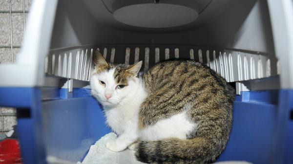 Diese Frage stellt sich auch bei dem getigert-weißen Kater, der zwischen den Feiertagen in Neumarkt-Altenhof in der Dr.-Otto-Schedl-Straße zulief. Der Kater, bei dem man aufgrund seines Ernährungszustandes vermuten muss, dass er täglich mehrere Futterstellen ansteuert, wurde schon seit Anfang Dezember immer wieder dort in der Gegend gesehen, aber sein Vertrauen in fremde Menschen war nicht sehr groß, so dass man nicht überprüfen konnte, ob er eine Kennzeichnung trägt, die einen Hinweis auf sein Zuhause hätte geben können. Der Kater fällt durch seine Fellzeichnung im Gesicht auf, die eine Hälfte ist nämlich getigert, die andere weiß. Wer in Neumarkt-Altenhof weiß, wem dieser unkastrierte Kater gehört? Das Tierheim Neumarkt hat aus organisatorischen Gründen keine offiziellen Öffnungszeiten. Für Besuch, Beratung und Tiervermittlung vereinbaren Sie bitte vorher einen Termin. Die Tierpflegerinnen können sich dann uneingeschränkt Ihrem Anliegen widmen. Auch zum Gassi gehen ist ein vorheriger Anruf sinnvoll. Katzenkuscheln ist täglich zwischen 14 und 17 Uhr möglich. Das Tierheim ist täglich (außer an Sonn- und Feiertagen) von 13 bis 17 Uhr unter der Telefonnummer (09181) 22862 erreichbar. Hier geht es zur Internet-Seite des Tierheims