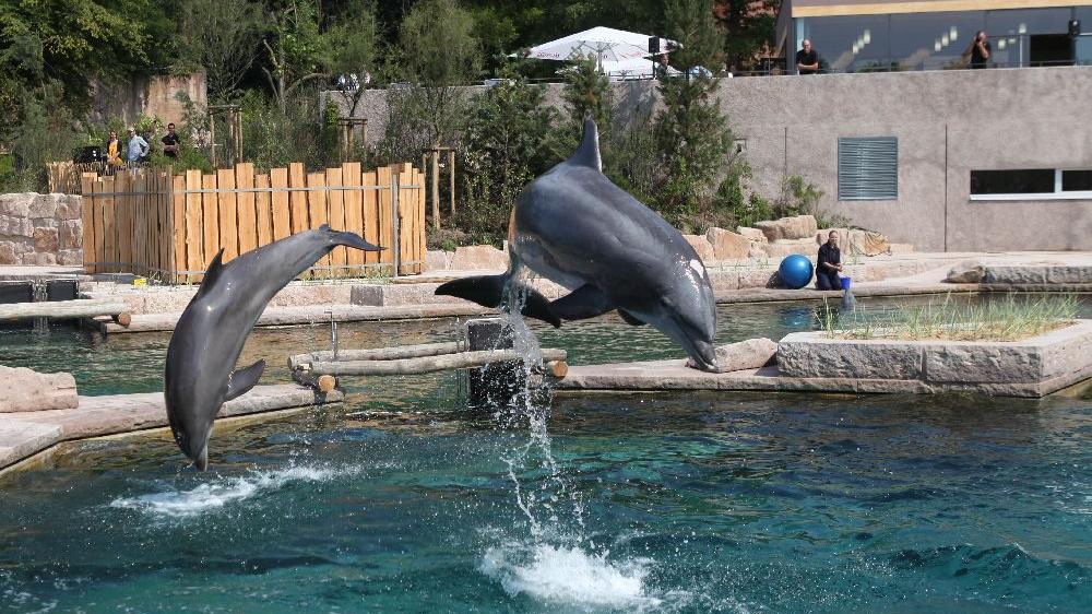 Sanierung der Delfinlagune: Muss der Steuerzahler einspringen? Sanierung der Delfinlagune: Muss der Steuerzahler einspringen?