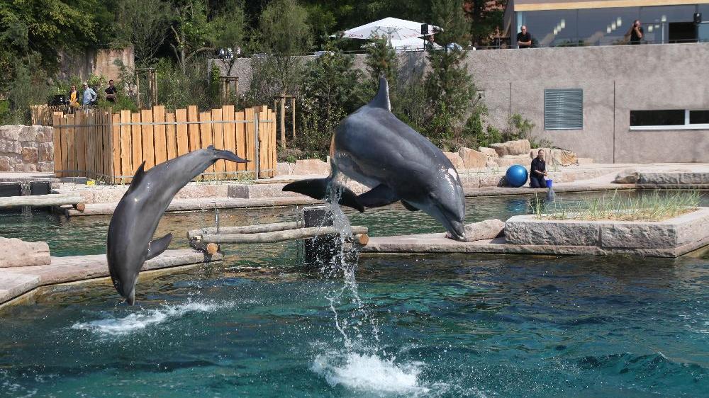 Sanierung der Delfinlagune: Muss der Steuerzahler einspringen? 