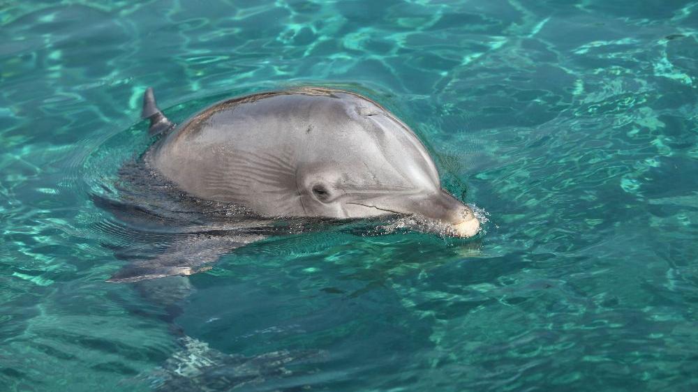 Peta bietet dem Tiergarten viel Geld für die Schließung der Delfinlagune - doch der Tiergarten lehnt bereits ab.