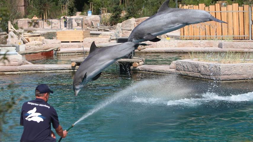 Die Delfine freuen sich über ihr neues Zuhause. Zur Einweihung der Lagune wurden nur geladene Gäste und die Presse zugelassen.
