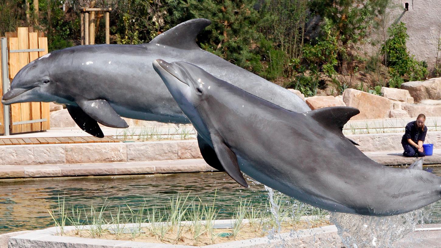 Der Streit zwischen Tierschützern und dem Tiergarten um das Wohl der Delfine geht in die nächste Runde.