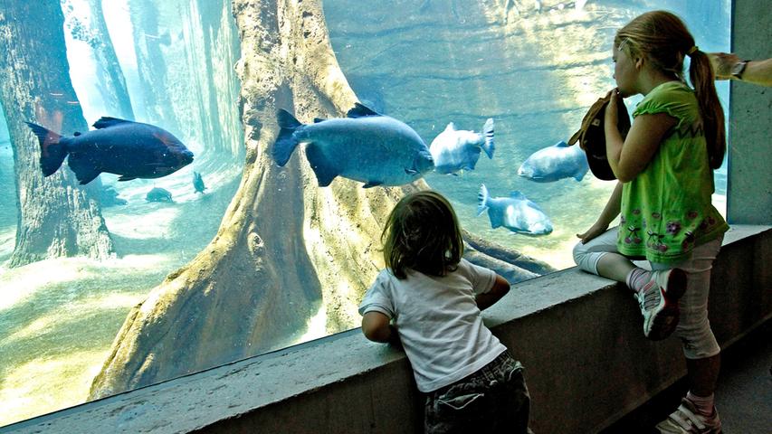 Juli 2011: Delfinlagune ist eröffnet
