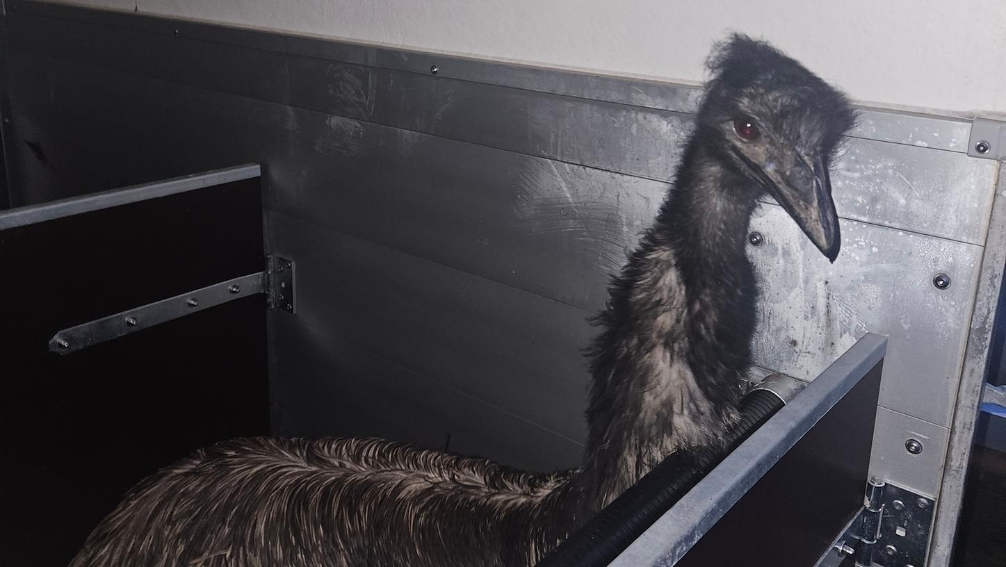 Am Samstag fand ein Jäger einen frei laufenden Emu im Bereich Pflaumheim in Unterfranken.